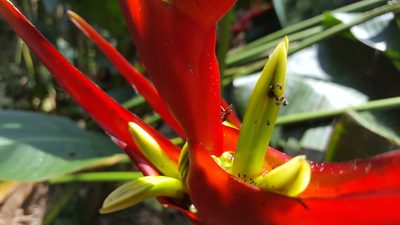 Heliconia farinosa, photographed by alessandradalia
