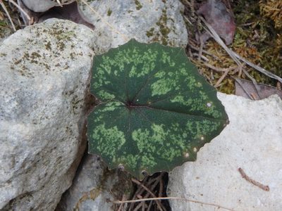 Cyclamen cyprium, photographed by Daniel Cahen