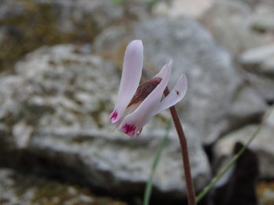 Cyclamen cyprium, photographed by Daniel Cahen