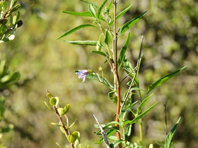 Solanum salicifolium, photographed by Guillermo Debandi