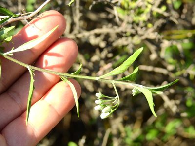 Solanum salicifolium, photographed by Guillermo Debandi