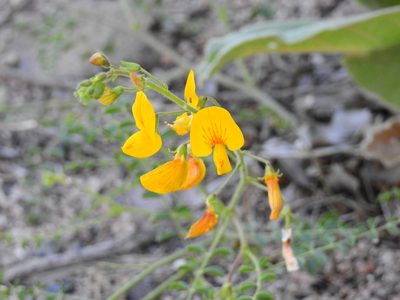 Adesmia grandiflora, photographed by Guillermo Debandi