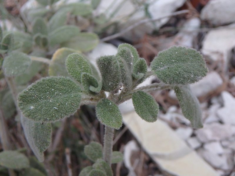 Origanum majorana, photographed by Daniel Cahen