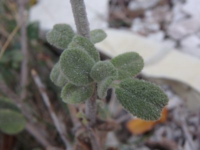 Origanum majorana, photographed by Daniel Cahen