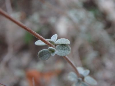 Origanum majorana, photographed by Daniel Cahen