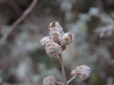 Origanum majorana, photographed by Daniel Cahen