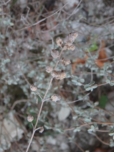 Origanum majorana, photographed by Daniel Cahen