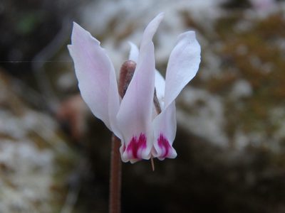 Cyclamen cyprium, photographed by Daniel Cahen