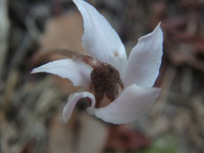Cyclamen cyprium, photographed by Daniel Cahen