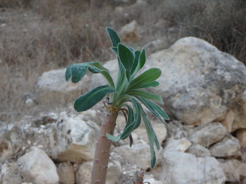 Euphorbia thompsonii, photographed by Daniel Cahen