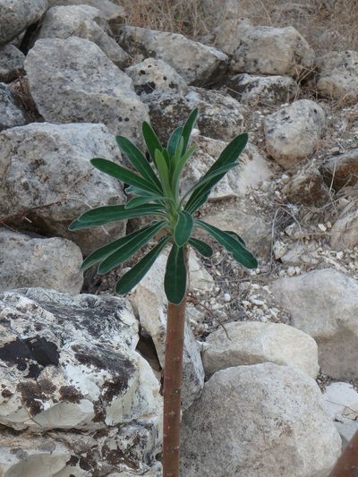 Euphorbia thompsonii, photographed by Daniel Cahen