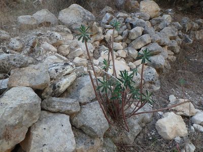 Euphorbia thompsonii, photographed by Daniel Cahen