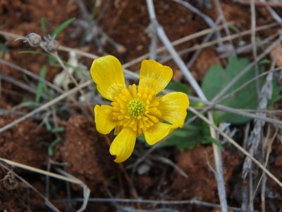 Ranunculus cytheraeus, photographed by Daniel Cahen