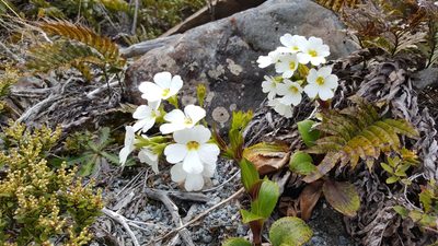 Ourisia macrocarpa, photographed by Todd Boland