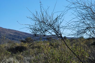 Psoralea karooensis, photographed by Charles Stirton