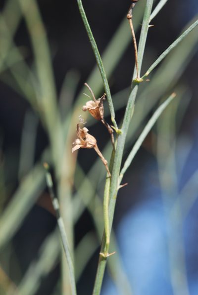 Psoralea karooensis, photographed by Charles Stirton