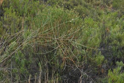 Psoralea karooensis, photographed by Charles Stirton