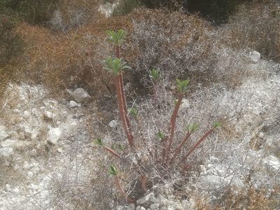 Euphorbia thompsonii, photographed by Daniel Cahen