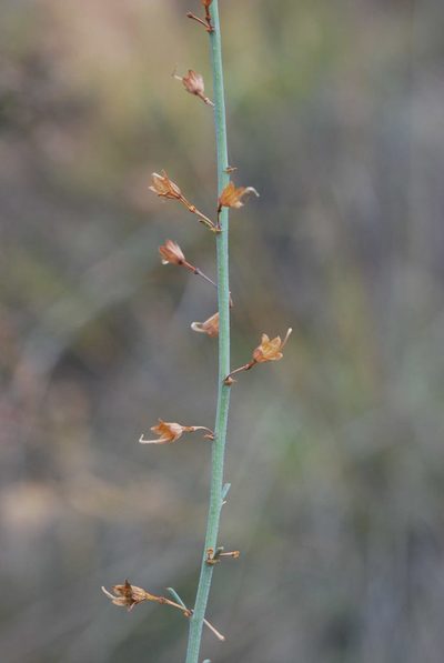 Psoralea karooensis, photographed by Charles Stirton