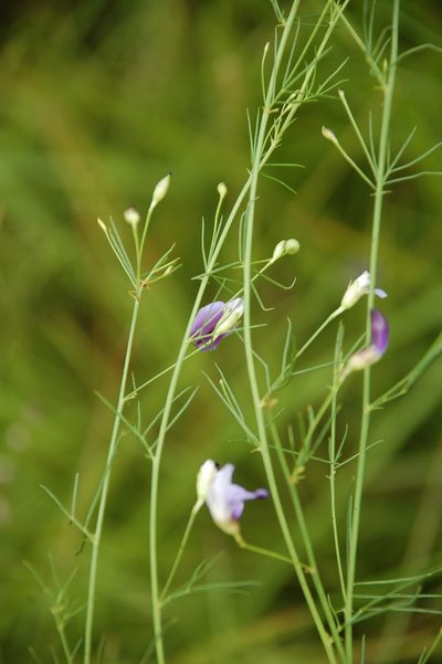 Psoralea abbottii, photographed by Charles Stirton