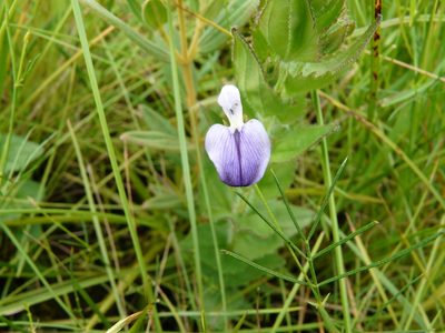 Psoralea abbottii, photographed by Charles Stirton