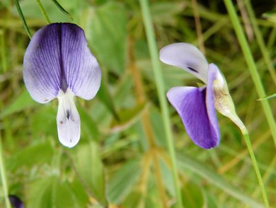 Psoralea abbottii, photographed by Charles Stirton