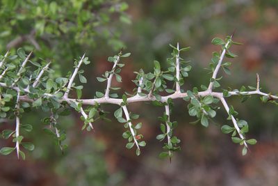 Condalia viridis, photographed by Millie Basden