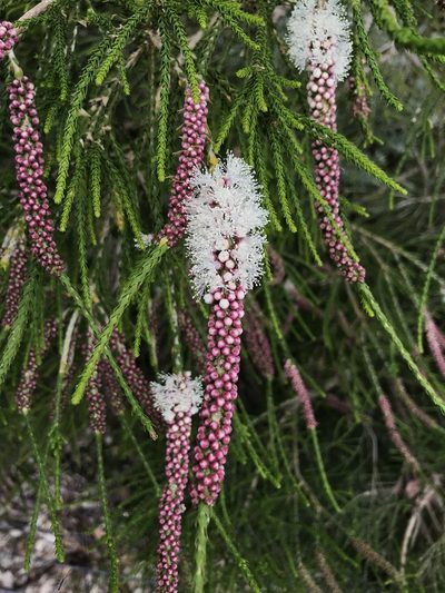 Melaleuca huegelii, photographed by Cal Wood