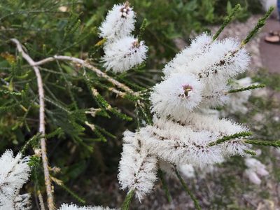 Melaleuca huegelii, photographed by Cal Wood