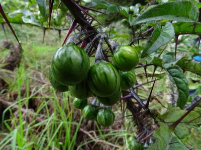 Solanum atropurpureum, photographed by Esteban Villa Restrepo