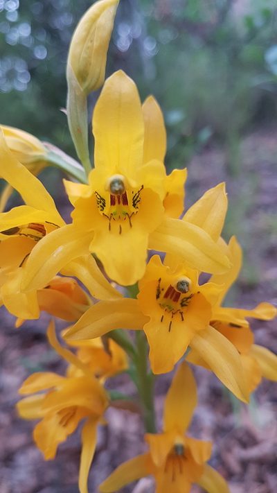 Chloraea gavilu, photographed by Javier Conejeros Gastó