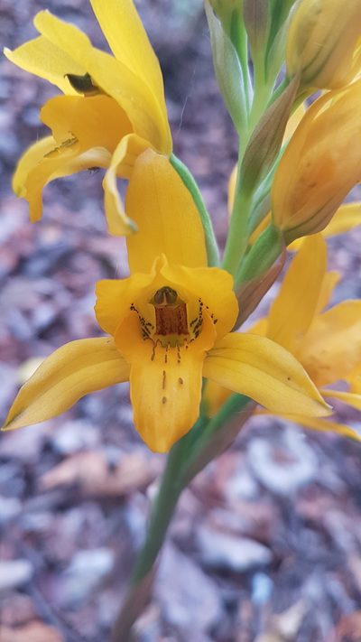 Chloraea gavilu, photographed by Javier Conejeros Gastó