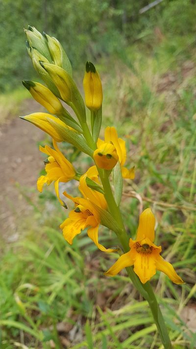 Chloraea gavilu, photographed by Javier Conejeros Gastó