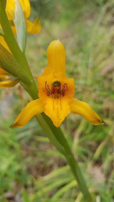 Chloraea gavilu, photographed by Javier Conejeros Gastó