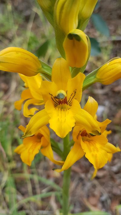 Chloraea gavilu, photographed by Javier Conejeros Gastó