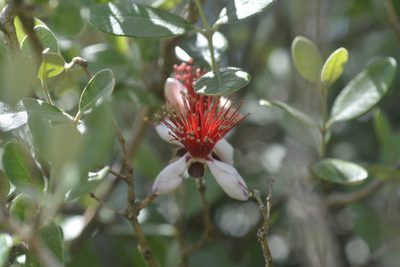 Feijoa sellowiana, photographed by mirmeleon