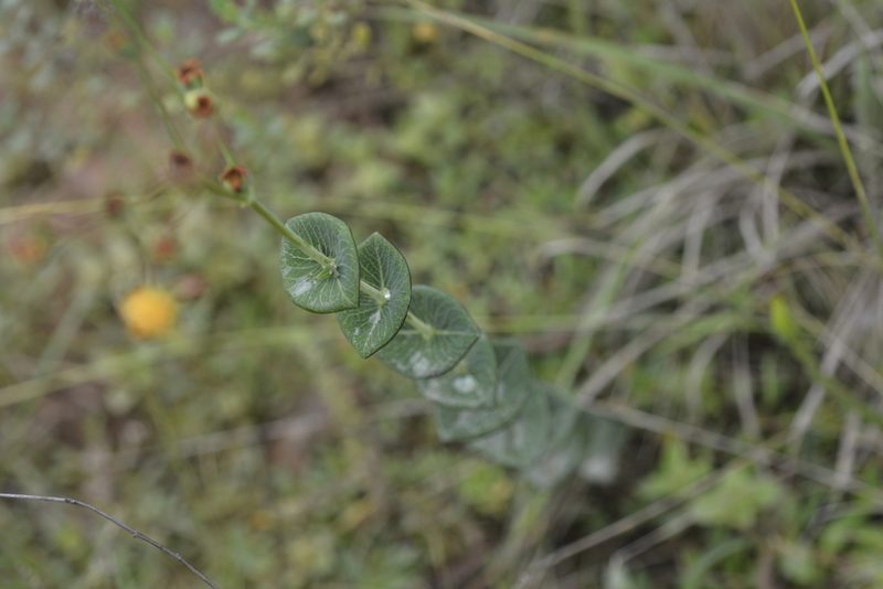 Hypericum connatum, photographed by mirmeleon