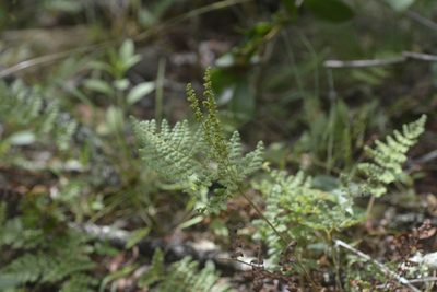 Anemia tomentosa, photographed by mirmeleon