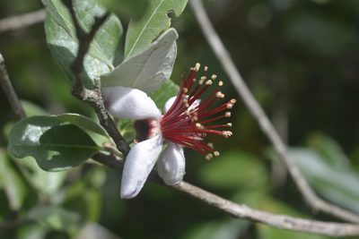 Feijoa sellowiana, photographed by mirmeleon