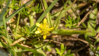 Ranunculus glabrifolius, photographed by Cara-Lisa Schloots