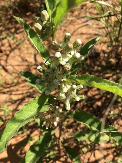 Asclepias emoryi, photographed by Cat