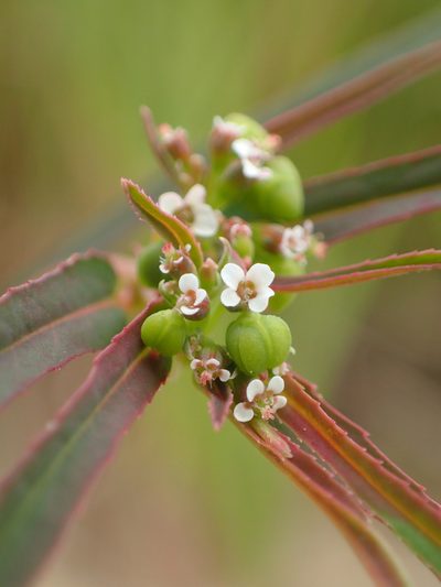Euphorbia bifida, photographed by 葉子