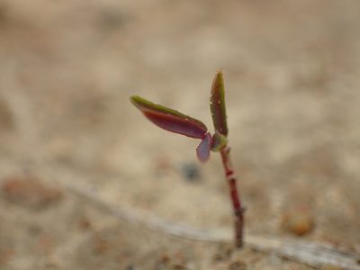 Euphorbia bifida, photographed by 葉子