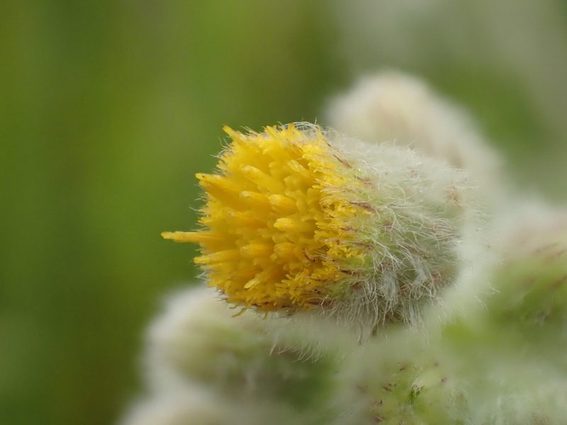 Blumea lacera, photographed by 葉子