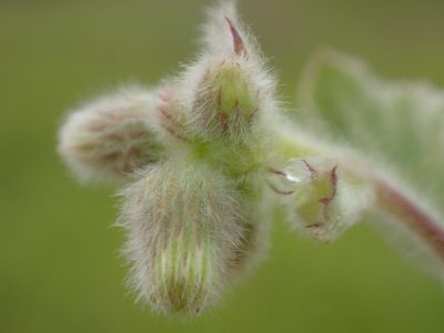 Blumea lacera, photographed by 葉子