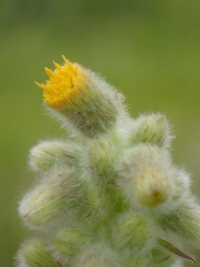 Blumea lacera, photographed by 葉子