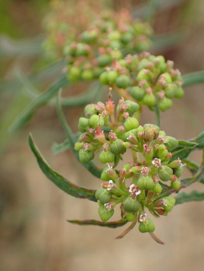 Euphorbia bifida, photographed by 葉子