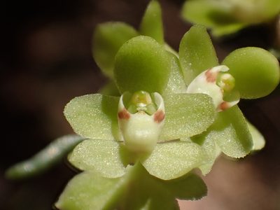 Chiloschista segawae, photographed by 葉子