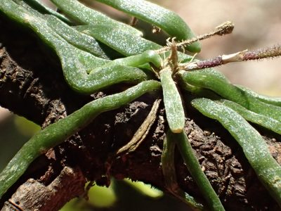 Chiloschista segawae, photographed by 葉子