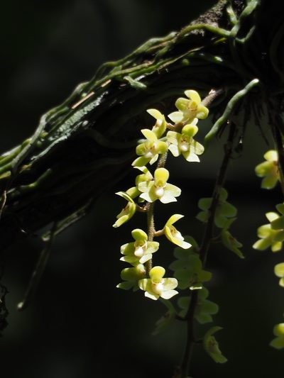 Chiloschista segawae, photographed by 葉子
